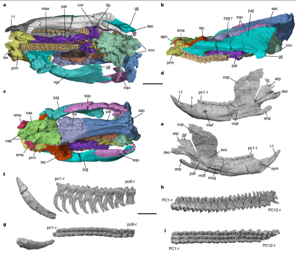 聚富人 最新研究揭示哺乳动物颌关节演化的形态多样性
